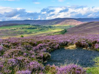 20210213165538-Cairngorms National Park purple heather.jpg